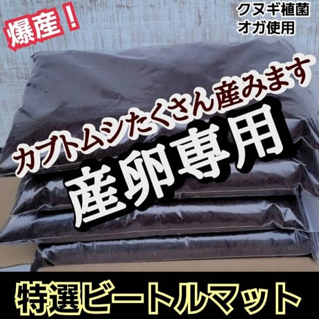 インセクトショップ
