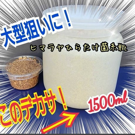 インセクトショップ