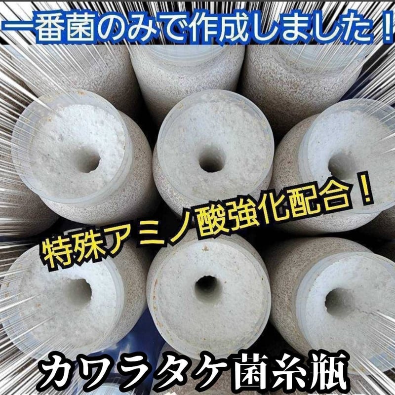 極上！カワラタケ菌糸瓶 1100ml【6本セット】クワガタ全般に使えます
