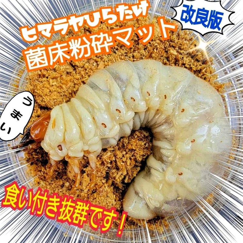 ヒマラヤひらたけ菌床粉砕クワガタマット【5リットル】菌糸の