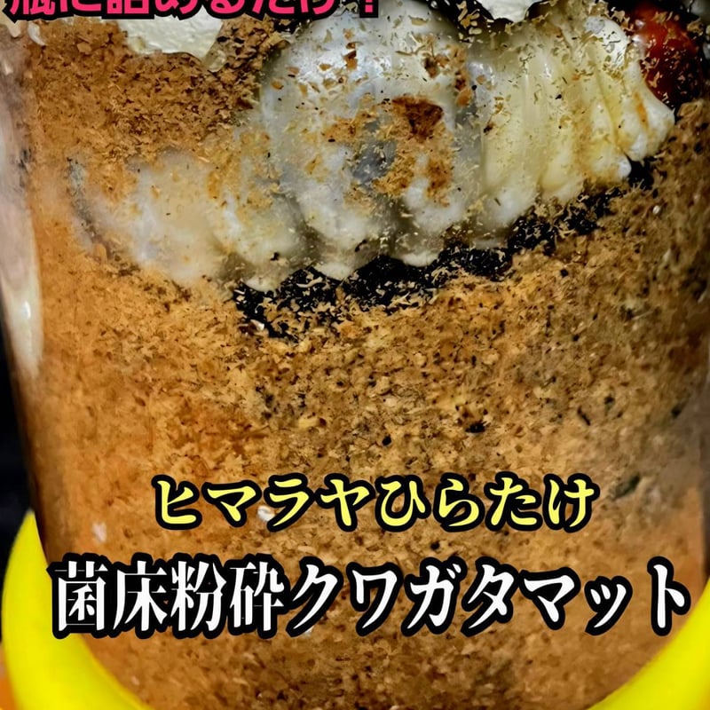 極上！ヒマラヤひらたけ菌糸ブロック【10個】初菌のみ使用！国産オオクワ85実績 極上！初菌で作成☆ヒマラヤひらたけ菌糸ブロック☆トレハロース