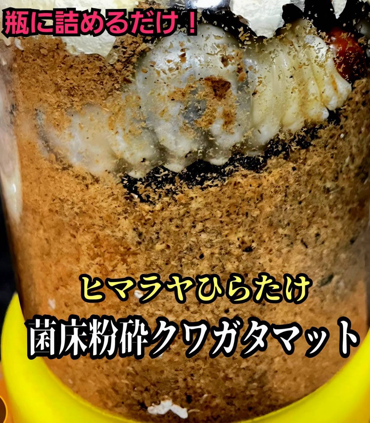 菌床粉砕クワガタマット【30L】ボトルやカップに詰めるだけ！菌糸瓶より経済的！ ヒマラヤひらたけ菌床粉砕クワガタマット【5リットル】菌糸の甘い良い