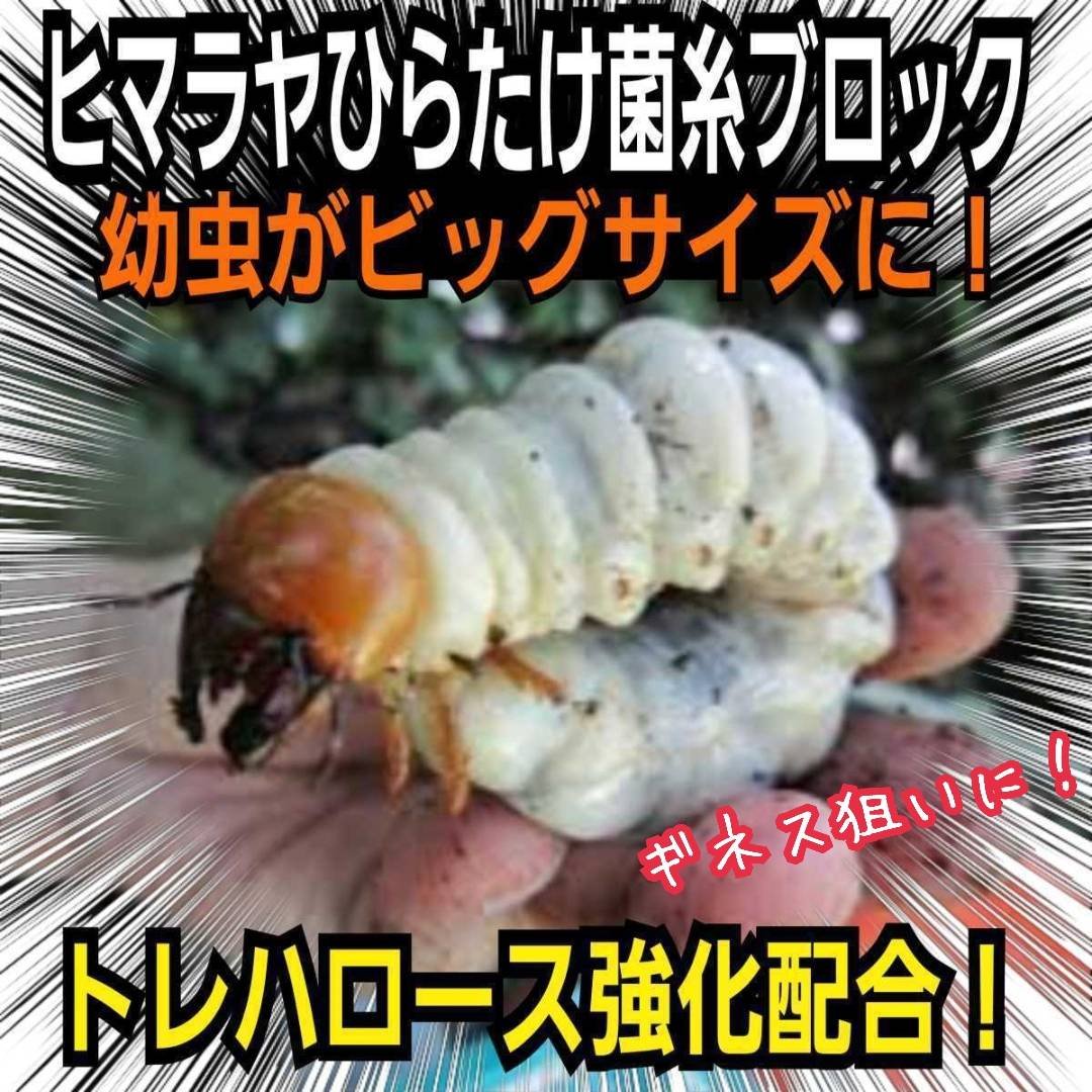 極上！初菌で作成☆ヒマラヤひらたけ菌糸ブロック☆トレハロース