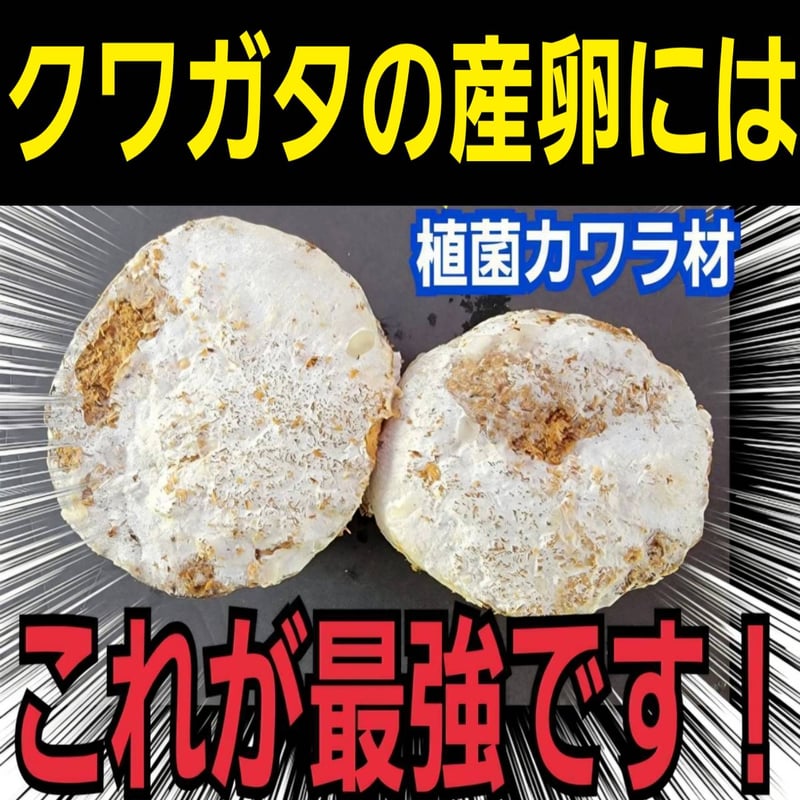 クワガタの産卵木はコレが最強！ カワラタケ植菌材【2本セット