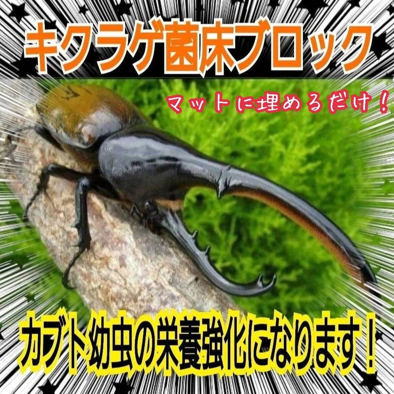 カブトムシ幼虫の栄養強化に抜群！キクラゲ菌床ブロック【3個セット