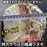 カブトムシ専用 黒アワビタケ菌床発酵マット【10L】 幼虫の餌・産卵に