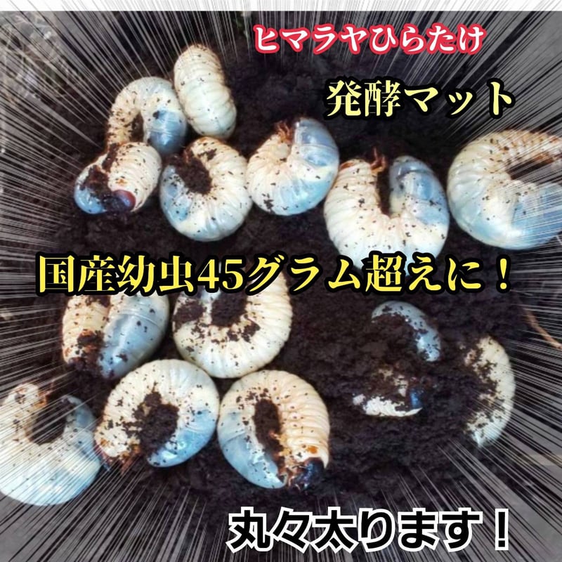 国産カブトムシにお薦め！ヒマラヤひらたけ菌床発酵マット【10リットル