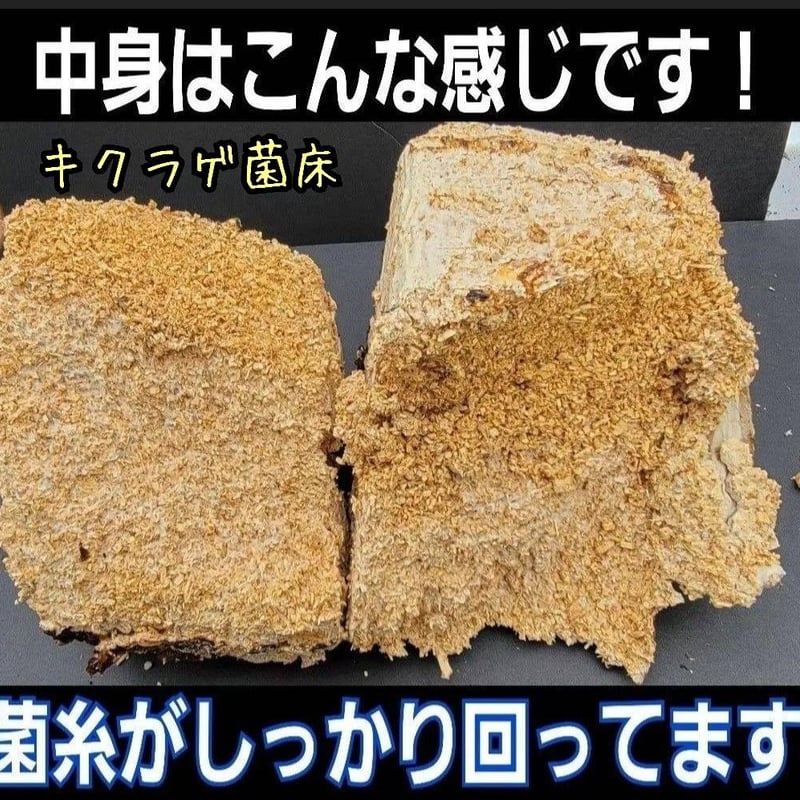 カブトムシ幼虫の栄養強化に抜群！マットに埋めるだけ！キクラゲ菌床ブロック　25個 カブトムシ幼虫の栄養強化に抜群！キクラゲ菌床ブロック【3個セット