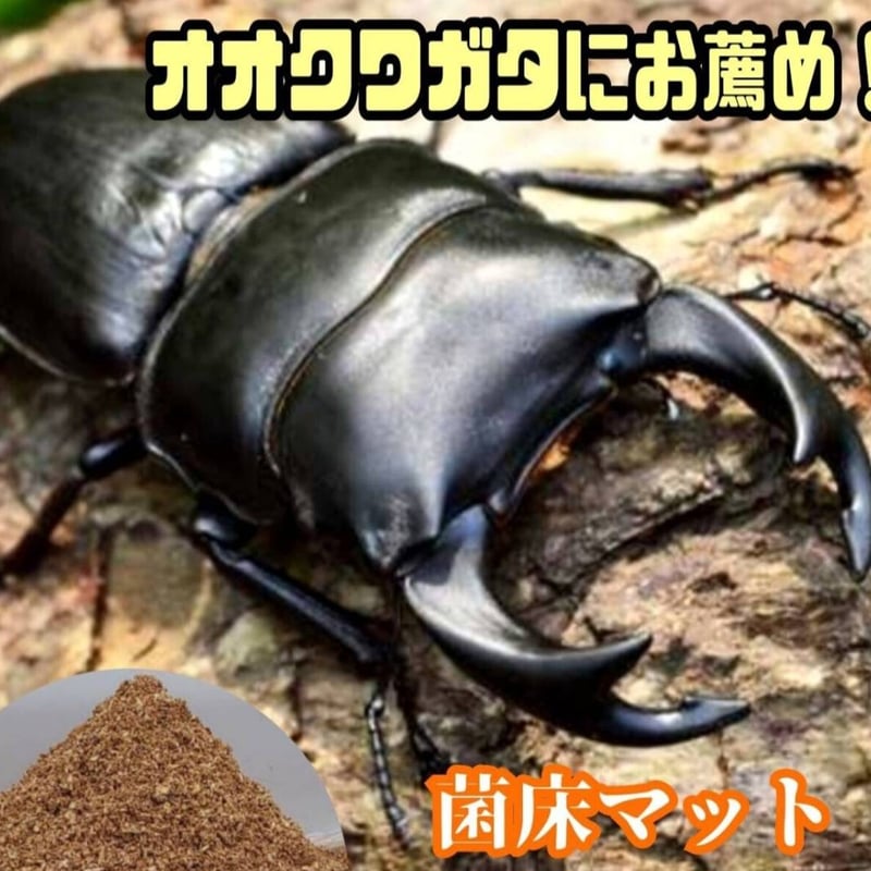 ヒマラヤひらたけ菌床粉砕クワガタマット【5リットル】菌糸の