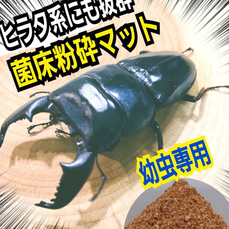 菌床粉砕クワガタマット【30L】ボトルやカップに詰めるだけ！菌糸瓶より経済的！ ヒマラヤひらたけ菌床粉砕クワガタマット【5リットル】菌糸の