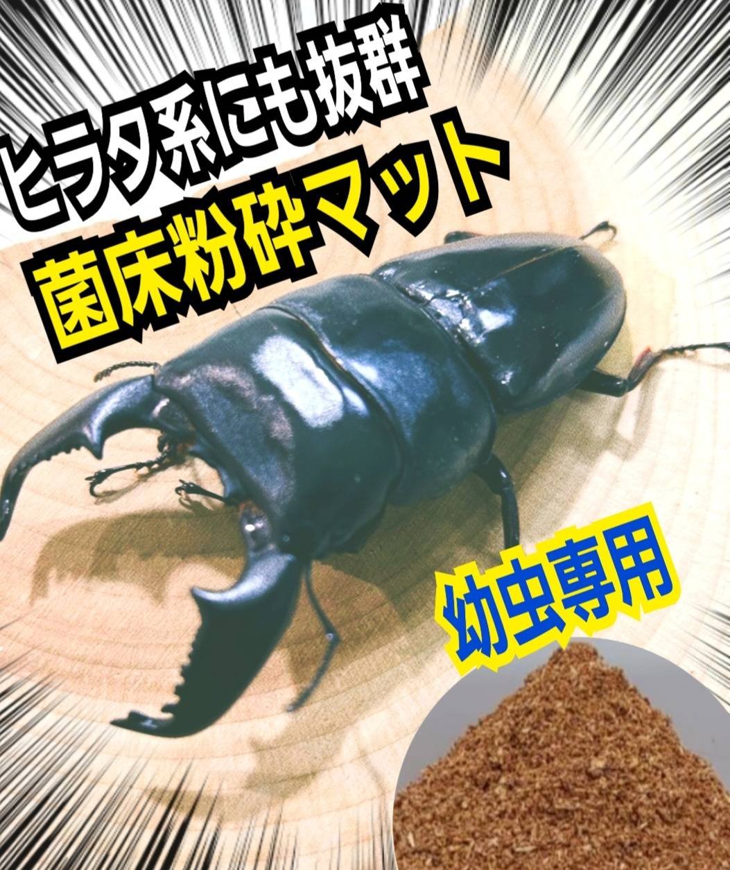 60リットル】菌床粉砕クワガタマット 甘い菌糸の香り!カップや 60リットル】菌床粉砕クワガタマット 甘い菌糸の香り!カップや