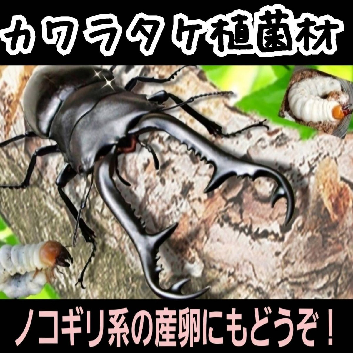 クワガタの産卵木はコレが最強！ カワラタケ植菌材【2本セット