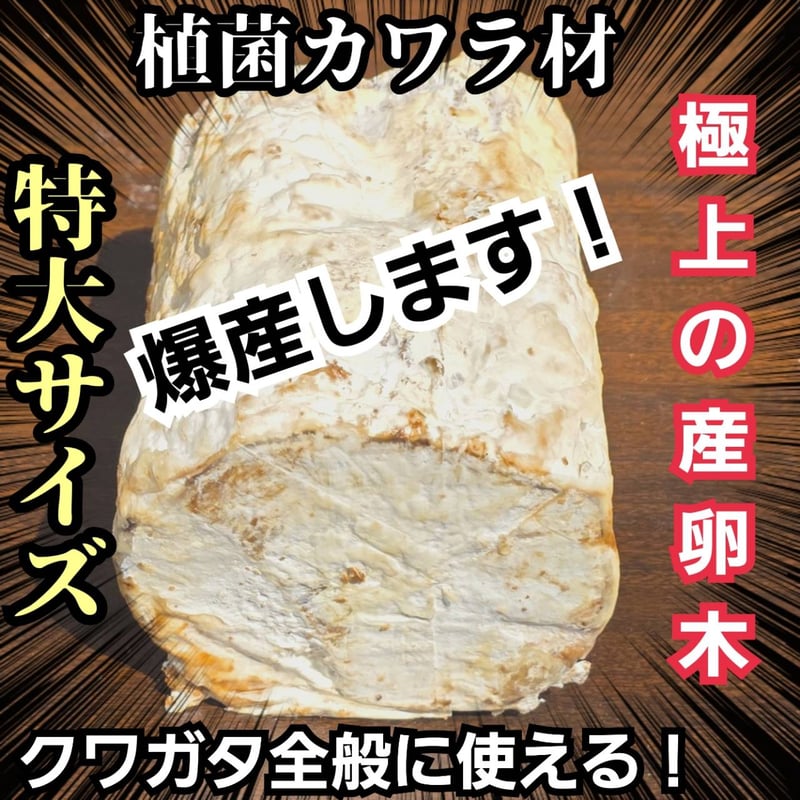 5本セット！クワガタの産卵木はコレが最強！　カワラ植菌材【特大Lサイズ】 特大Lサイズ クワガタの産卵木はコレが最強！ カワラタケ植菌材