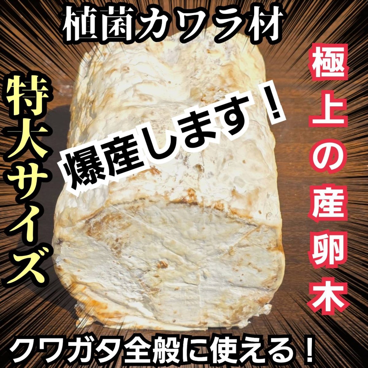 特大Lサイズ クワガタの産卵木はコレが最強！ カワラタケ植菌材