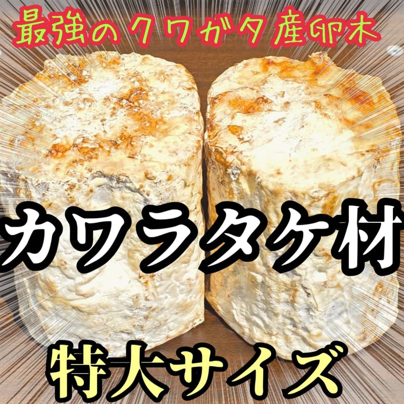 特大Lサイズ クワガタの産卵木はコレが最強！ カワラタケ植菌材