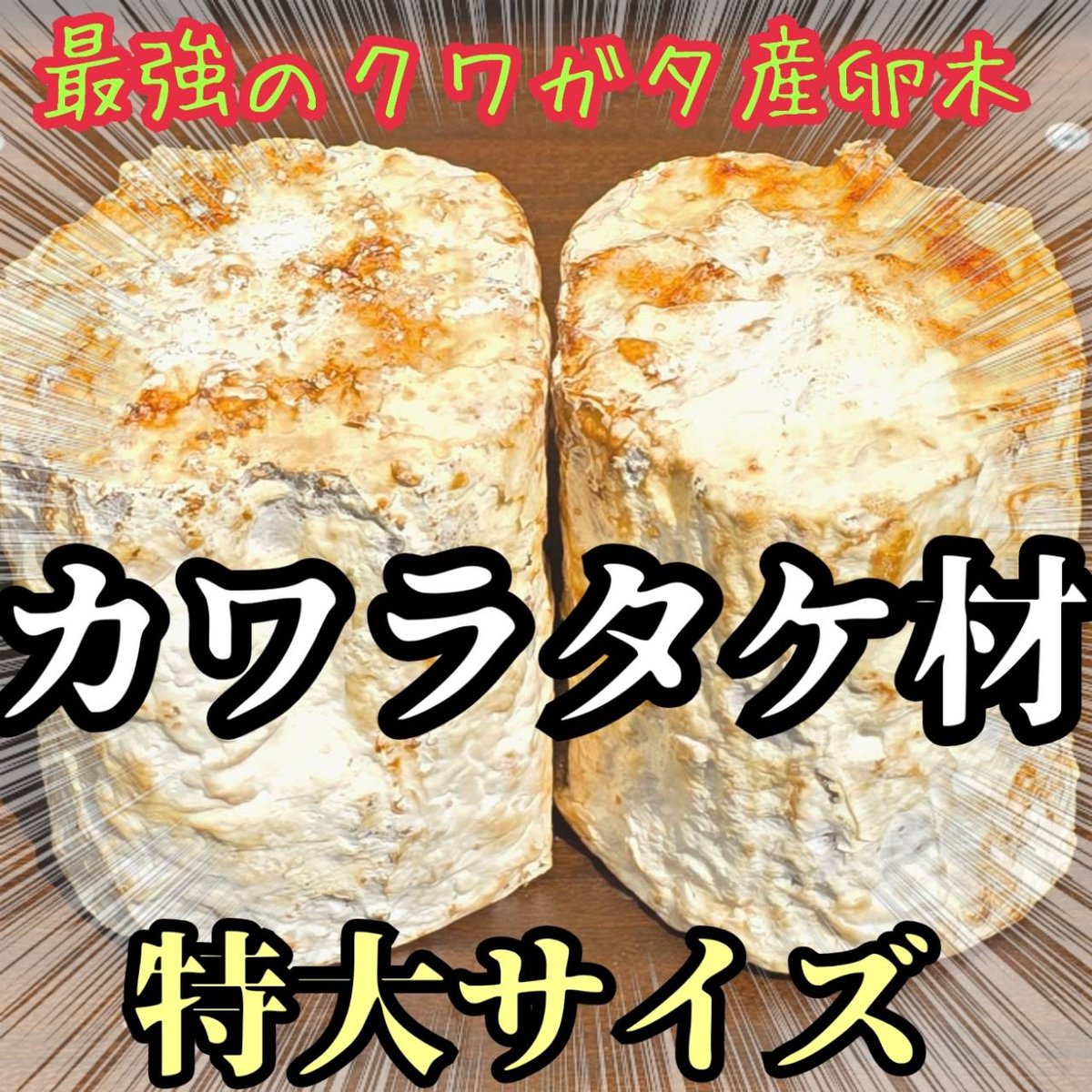 特大Lサイズ クワガタの産卵木はコレが最強！ カワラタケ植菌材