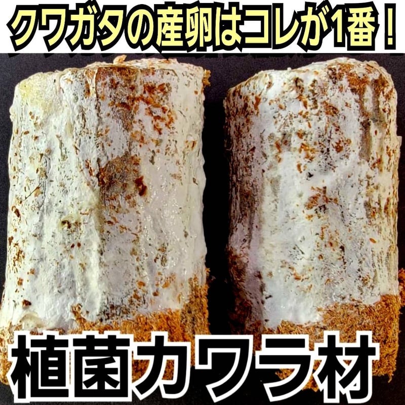 クワガタの産卵木はコレが最強！ カワラタケ植菌材【2本セット
