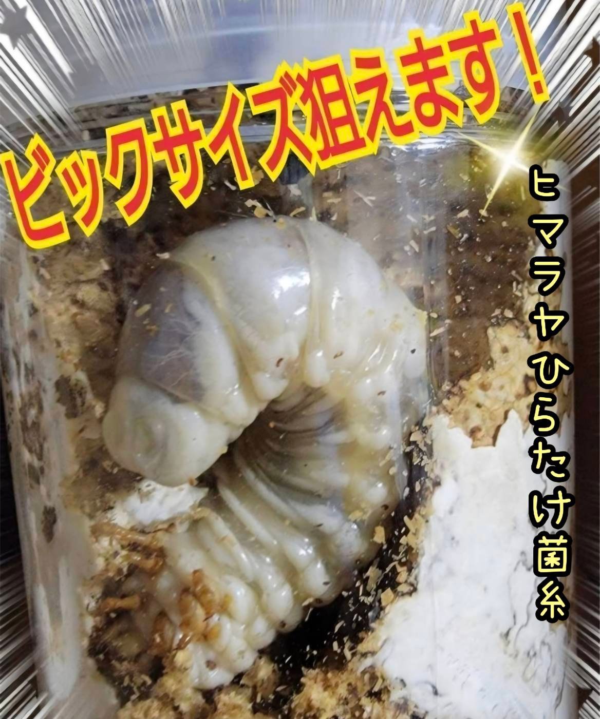 極上！ヒマラヤひらたけ菌糸瓶 800ml【4本セット】ニジイロクワガタに