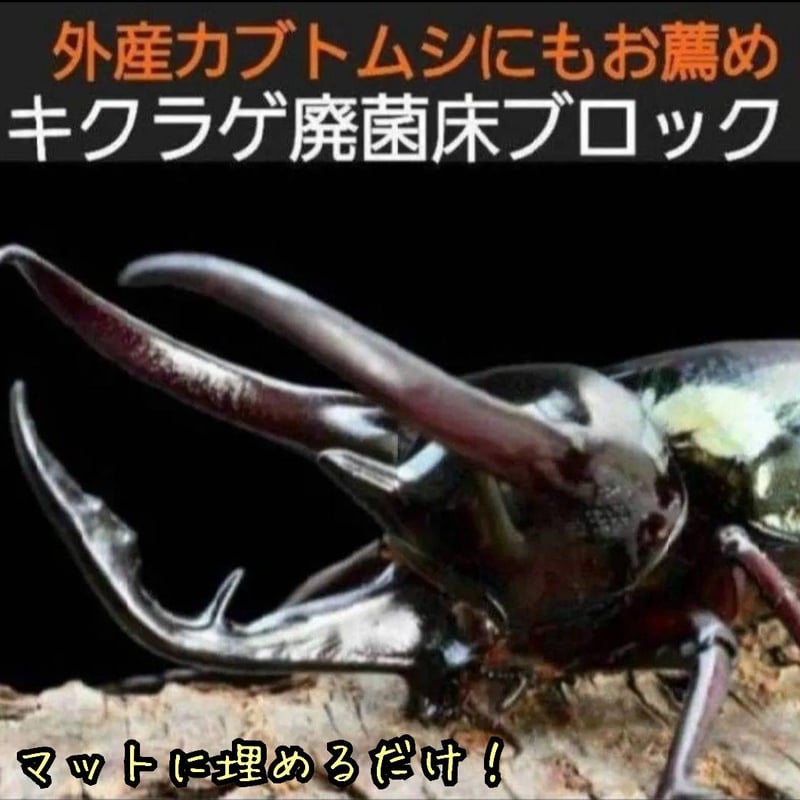 カブトムシ幼虫の栄養強化に抜群！キクラゲ菌床ブロック【3個セット