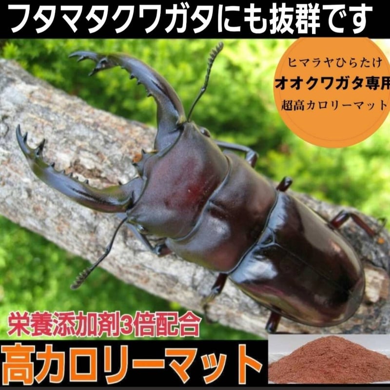 オオクワガタ専用　超高カロリーマット【50L】栄養添加剤3倍配合！生オガ特殊発酵 オオクワガタ専用☆超高カロリーマット【3袋】生オガを特殊発酵！共生