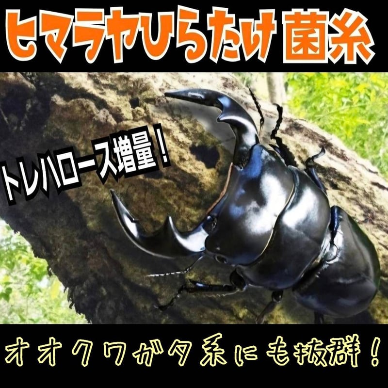 極上！オオヒラタケ菌糸瓶【8本】トレハロース強化配合！オオクワ・ヒラタ・虹色に！ 極上！ヒマラヤひらたけ菌糸瓶 800ml【4本セット】ニジイロクワガタに