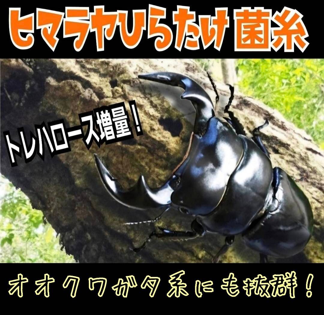 極上！ヒマラヤひらたけ菌糸瓶 800ml【4本セット】ニジイロクワガタに