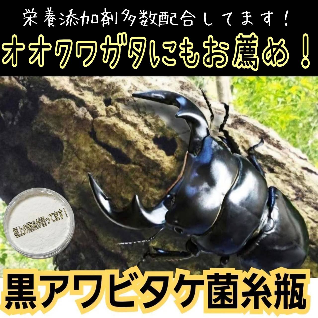 ニジイロクワガタにお薦め！黒アワビタケ菌糸瓶【８本】オオクワ、ヒラタ、ノコギリに 貴重！黒アワビタケ菌糸瓶【6本セット】特殊アミノ酸強化配合