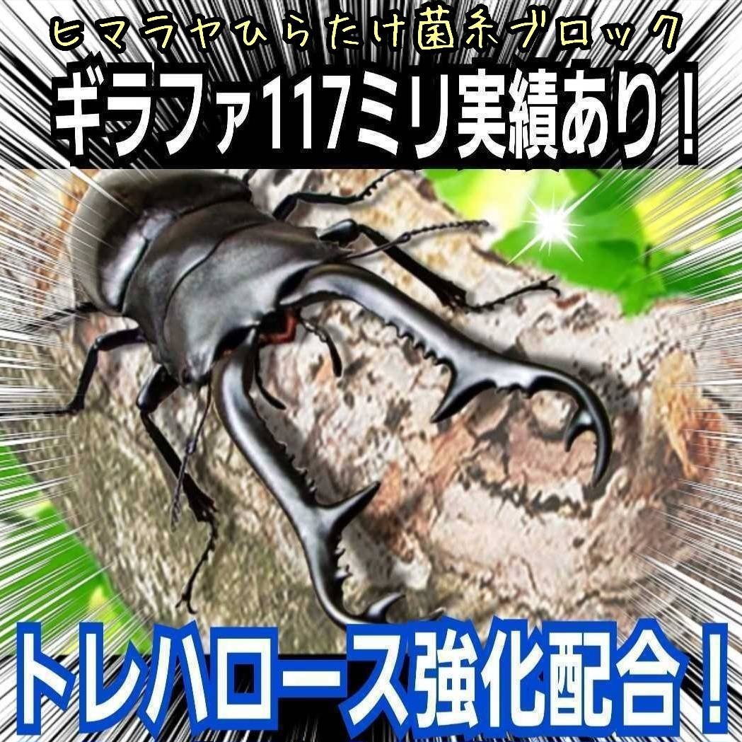 極上！初菌で作成☆ヒマラヤひらたけ菌糸ブロック☆トレハロース