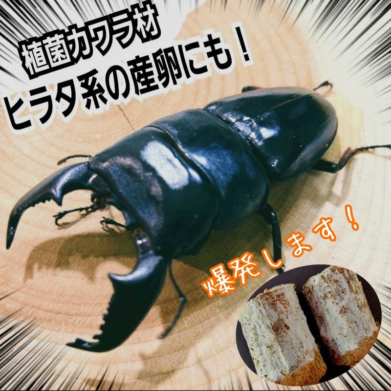 クワガタの産卵木はコレが最強！ カワラタケ植菌材【2本セット