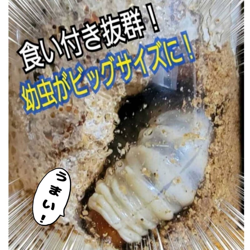 貴重！黒アワビタケ菌糸瓶【6本セット】特殊アミノ酸強化配合