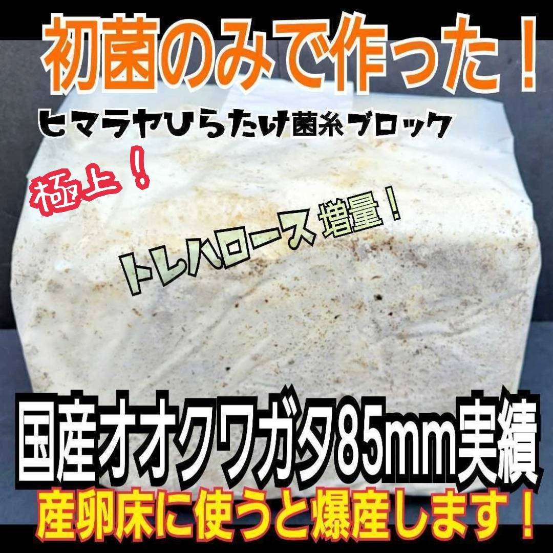 極上！初菌で作成☆ヒマラヤひらたけ菌糸ブロック☆トレハロース