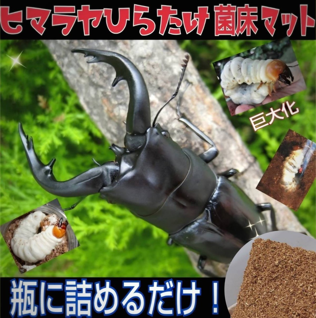 極上！ヒマラヤひらたけ菌糸ブロック【5個】初菌のみ使用！国産オオクワ85ミリ実績 極上！初菌で作成☆ヒマラヤひらたけ菌糸ブロック☆トレハロース