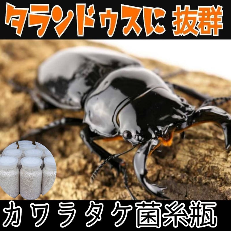 特大サイズ　カワラタケ　菌糸瓶【6本】クワガタ全般に使える！特殊アミノ酸強化配合 特大サイズ カワラタケ 菌糸瓶【6本】クワガタ全般に使える！特殊