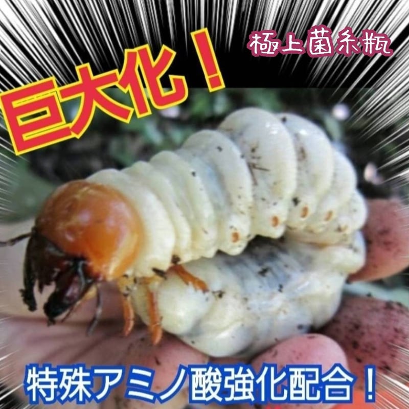 極上！ヒマラヤひらたけ菌糸瓶 800ml【4本セット】ニジイロクワガタに