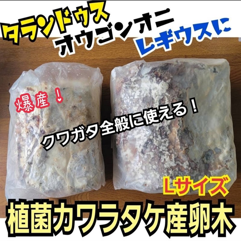 特大Lサイズ クワガタの産卵木はコレが最強！ カワラタケ植菌材