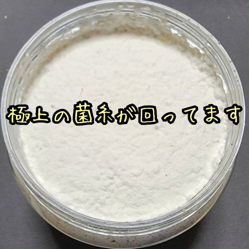 貴重！黒アワビタケ菌糸瓶【6本セット】特殊アミノ酸強化配合