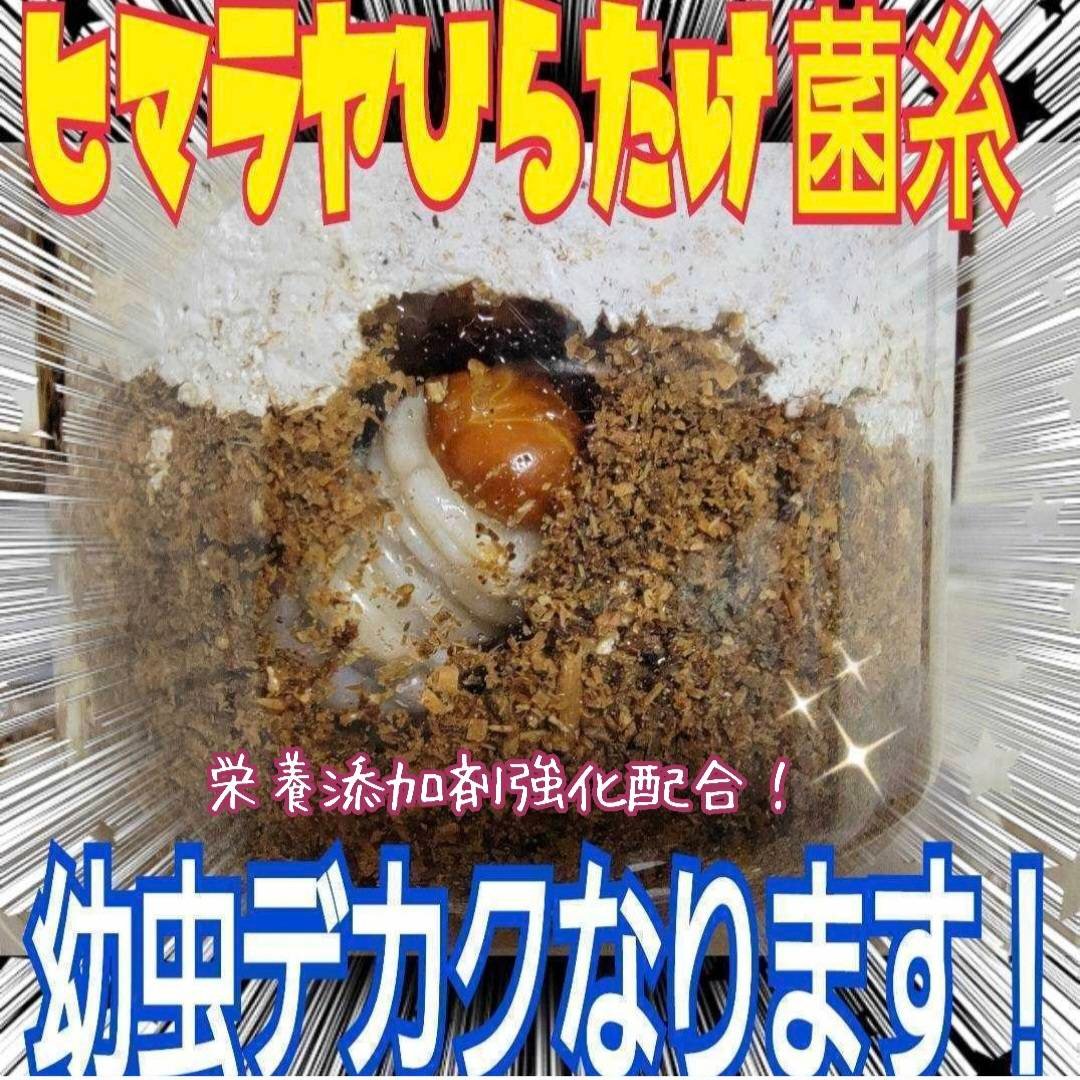 極上！ヒマラヤひらたけ菌糸瓶 800ml【4本セット】ニジイロクワガタに