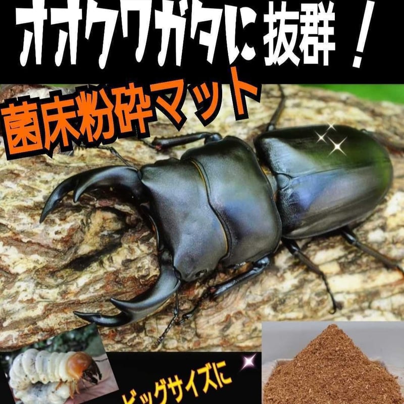 極上！ヒマラヤひらたけ菌糸ブロック【7個】初菌のみ使用！国産