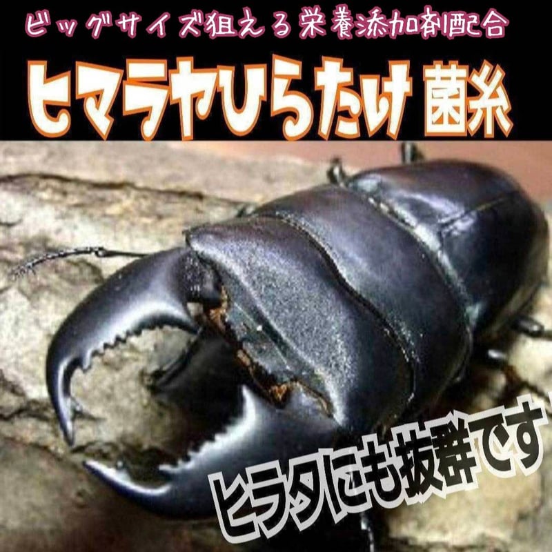 極上！ヒマラヤひらたけ菌糸瓶 800ml【4本セット】ニジイロクワガタに