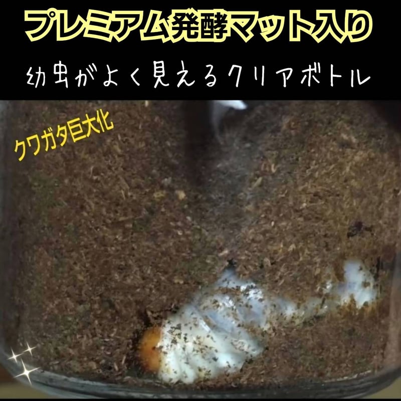 クワガタ幼虫を入れるだけ！便利！特大サイズ☆1500mlクリアボトル入り