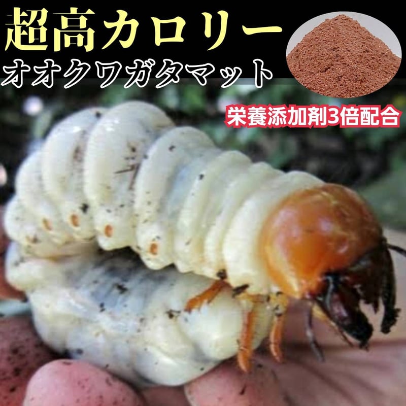 オオクワガタ専用 超高カロリーマット【10リットル】 生オガを特殊発酵