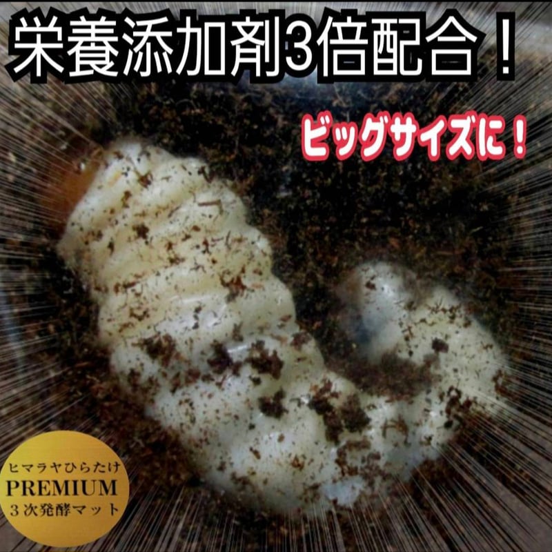 クワガタ幼虫を入れるだけ！便利！特大サイズ☆1500mlクリアボトル入り
