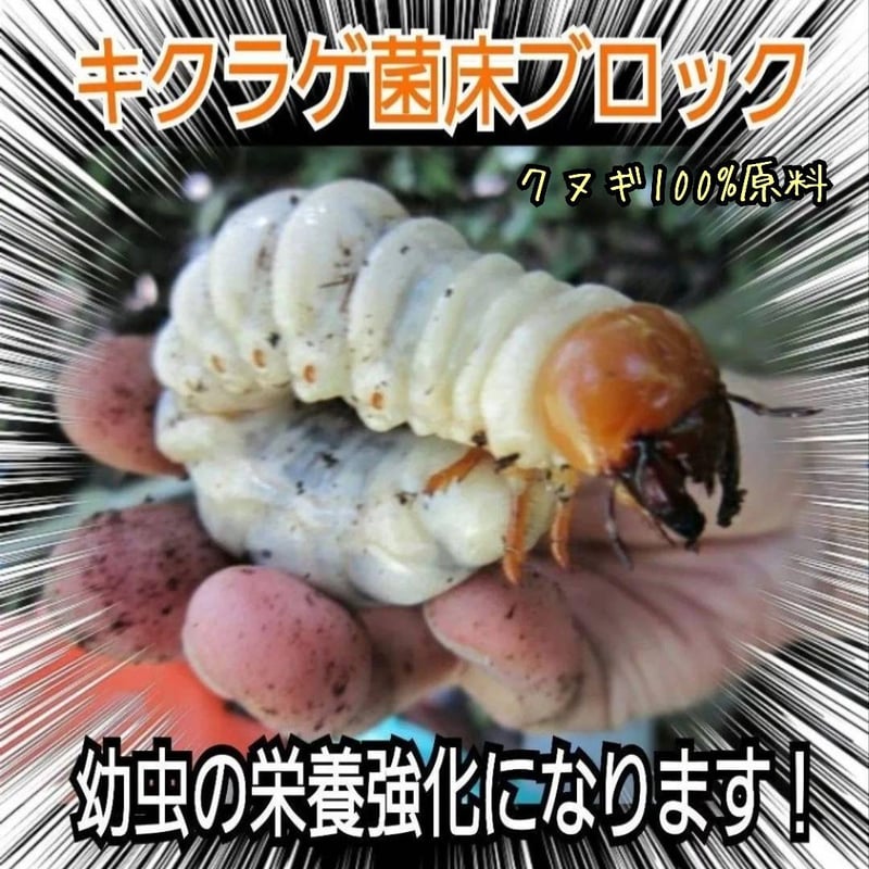 カブトムシ幼虫の栄養強化に抜群！キクラゲ菌床ブロック【3個セット