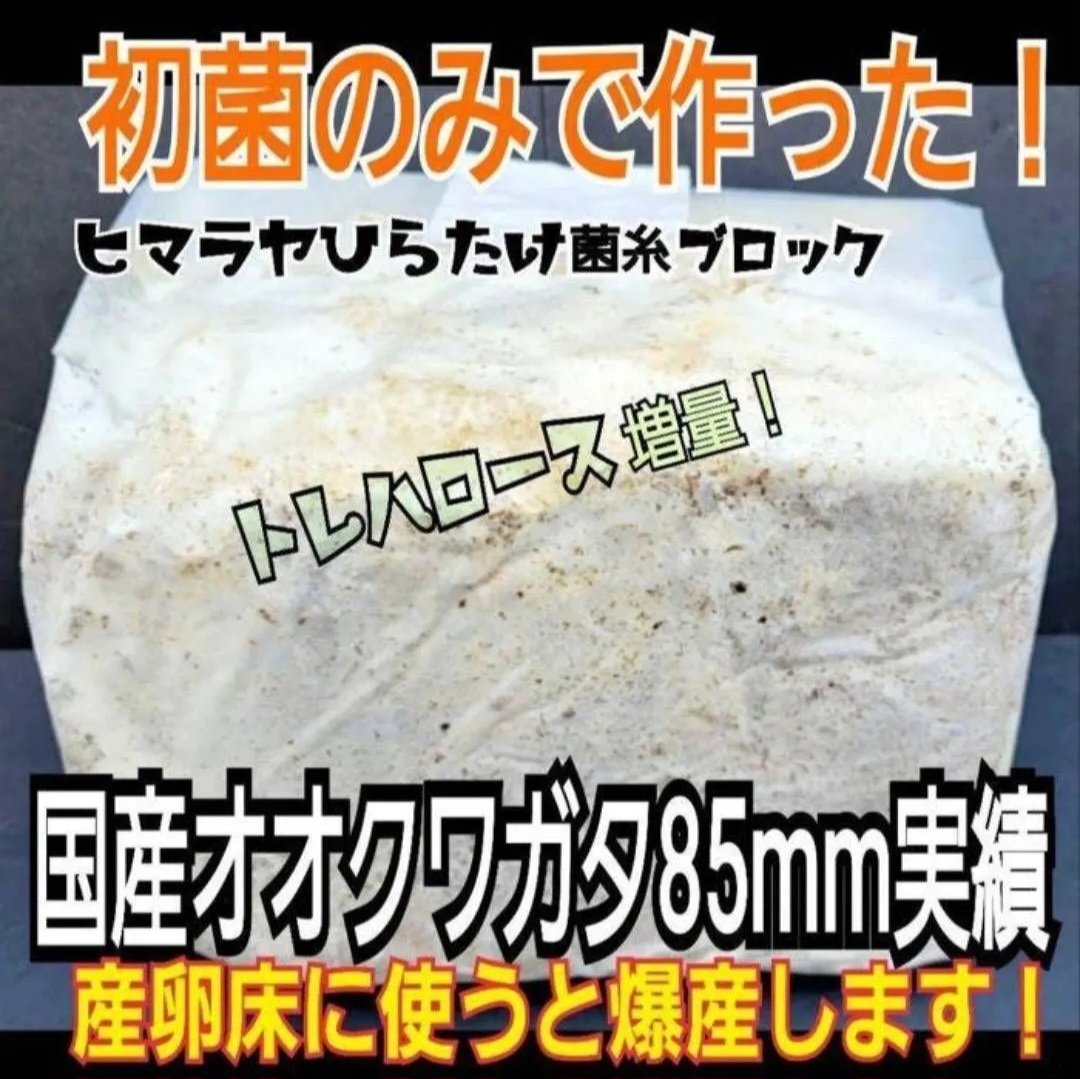 極上！ヒマラヤひらたけ菌糸瓶【10本セット】トレハロース、キトサン