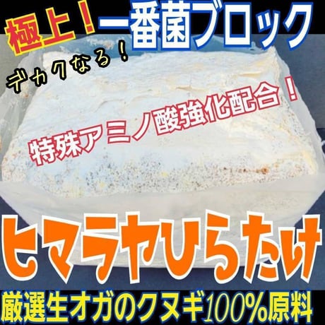 極上！ヒマラヤひらたけ菌糸瓶　特大1500ml 【5本セット】トレハロース強化 楽天市場】むしや本舗 トレハロース入り菌糸ボトル バイオパワー