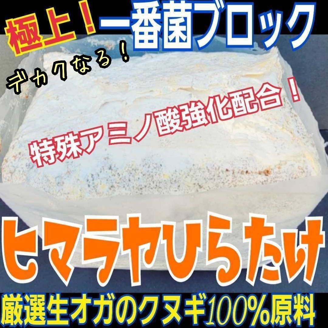 極上！ヒマラヤひらたけ菌糸ブロック【6個】トレハロース強化配合！オオクワに抜群！ 極上！初菌で作成☆ヒマラヤひらたけ菌糸ブロック☆トレハロース