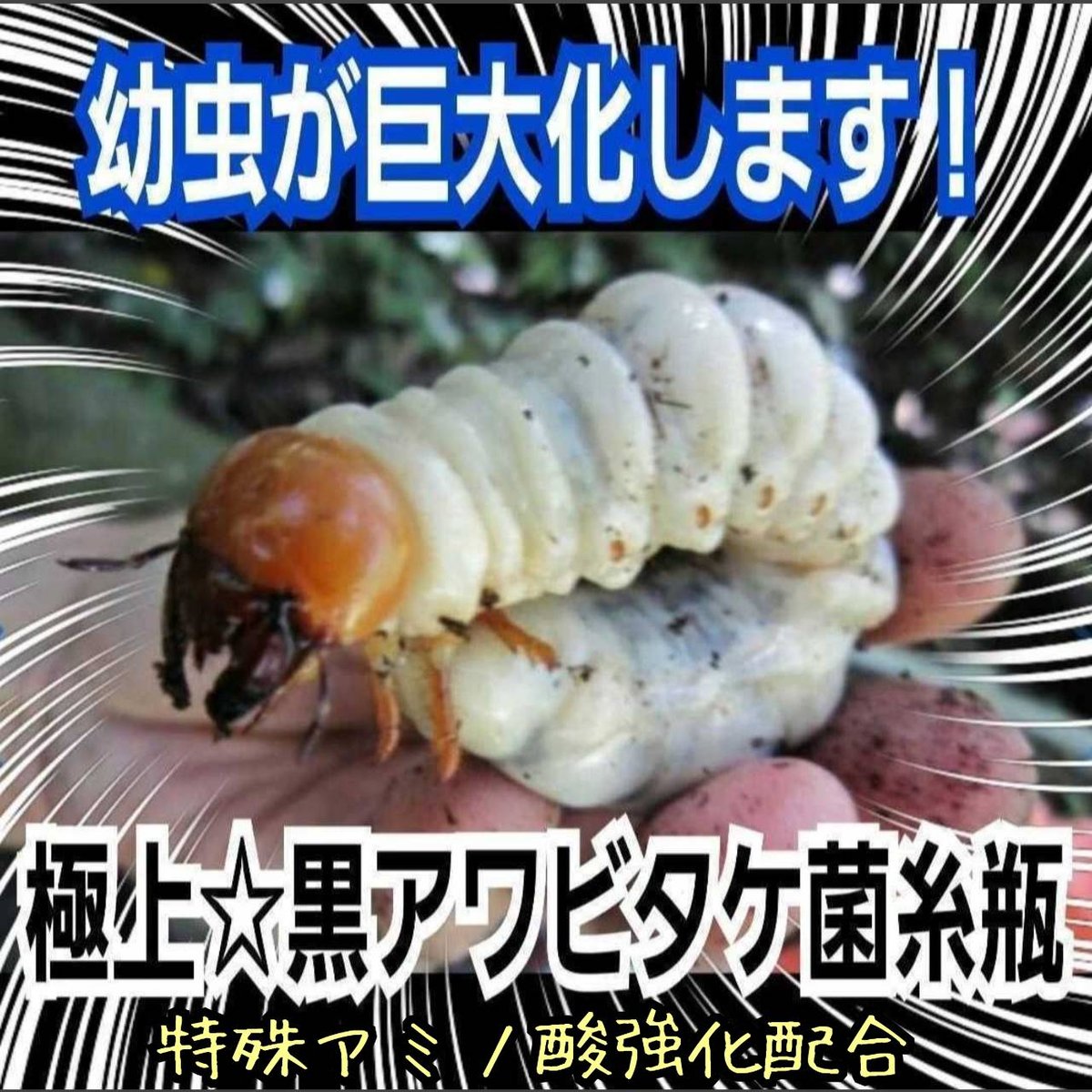 貴重！黒アワビタケ菌糸瓶【6本セット】特殊アミノ酸強化配合