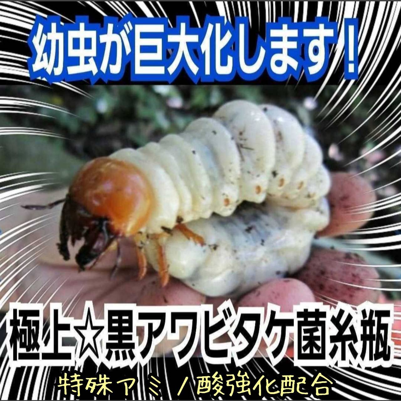 貴重！黒アワビタケ菌糸瓶【6本セット】特殊アミノ酸強化配合