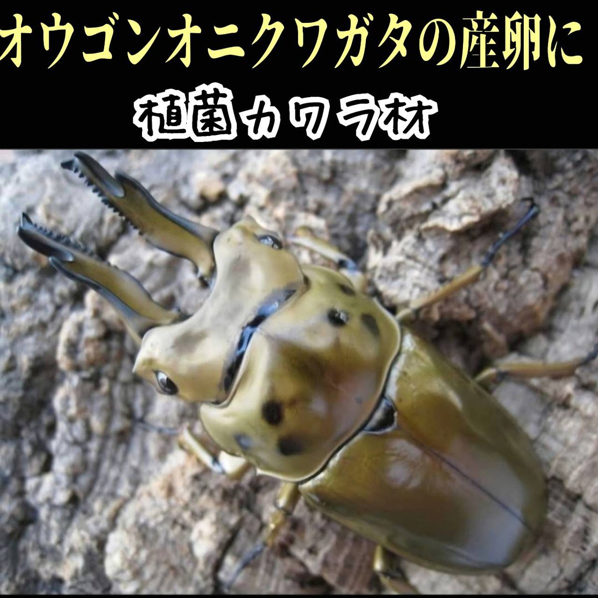 クワガタの産卵木はコレが最強！ カワラタケ植菌材【2本セット