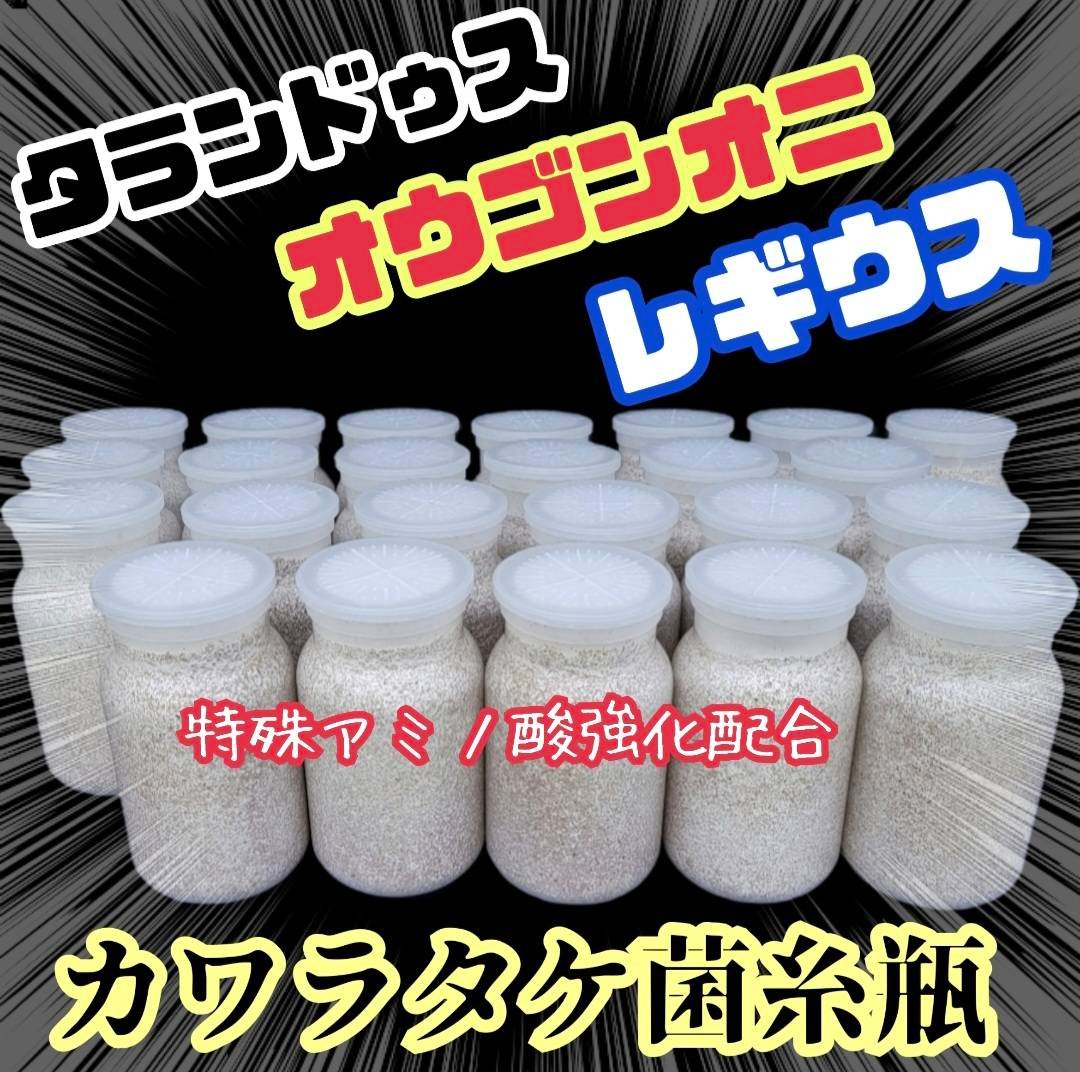 昆虫用品 極上！カワラタケ菌糸瓶【6本】特殊アミノ酸強化配合